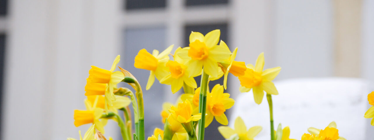 Narsisseja kartanon sisääntulossa.