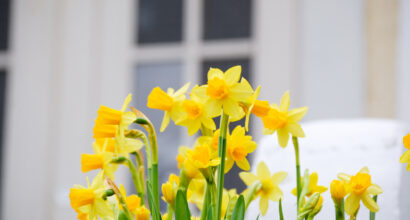 Narsisseja kartanon sisääntulossa.