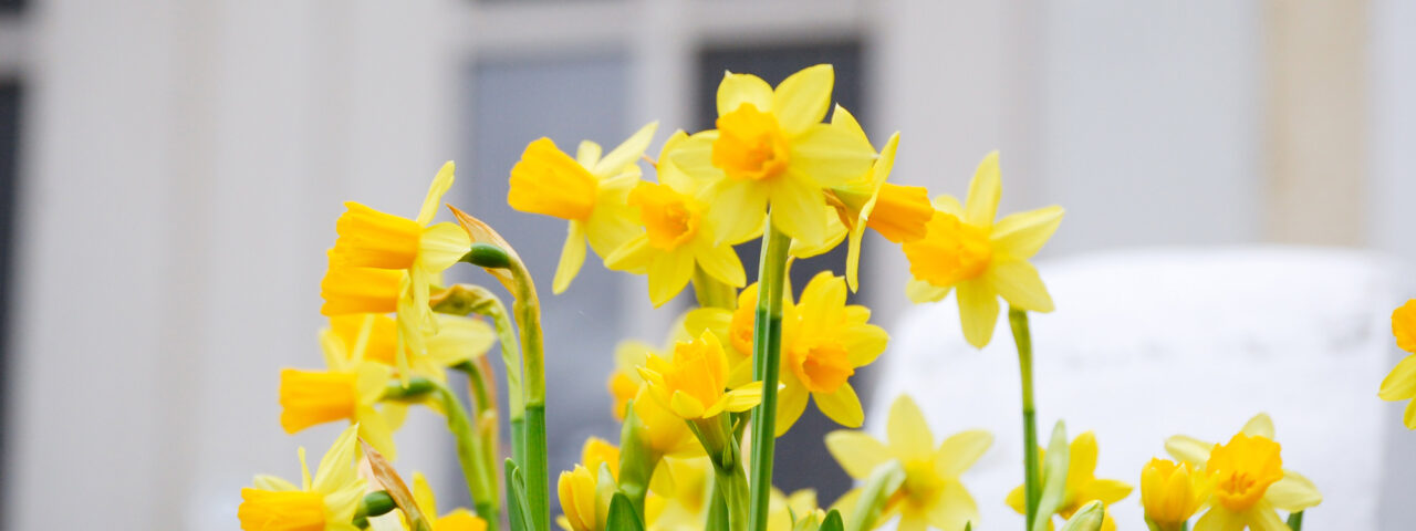 Narsisseja kartanon sisääntulossa.