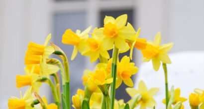 Narsisseja kartanon sisääntulossa.