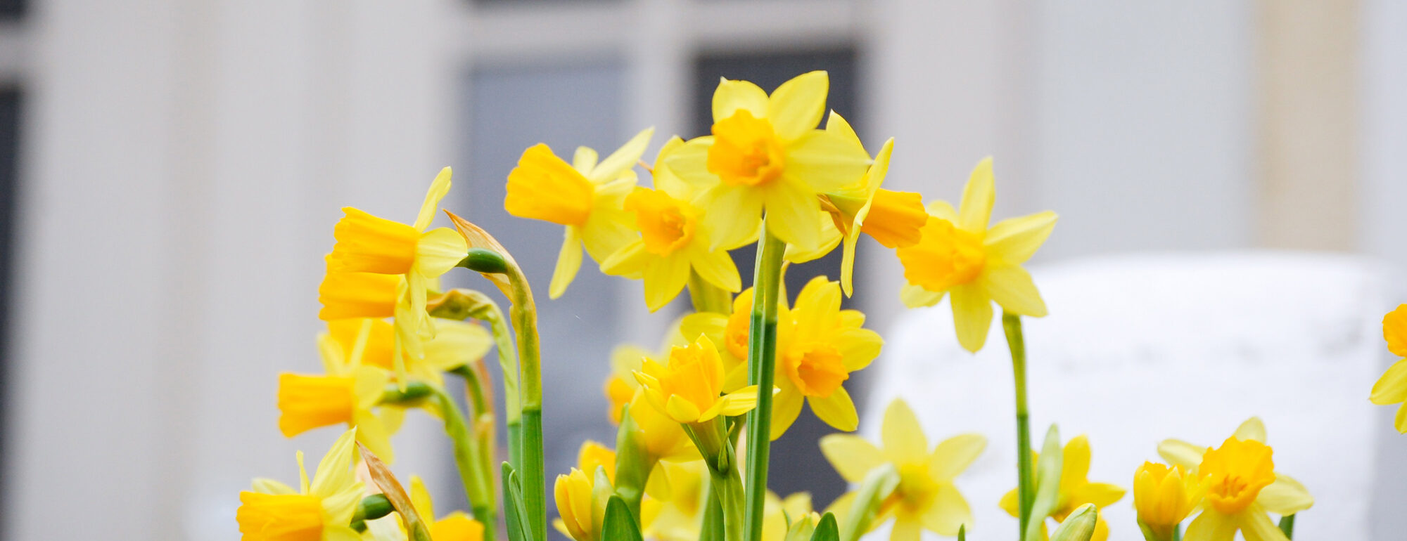 Narsisseja kartanon sisääntulossa.